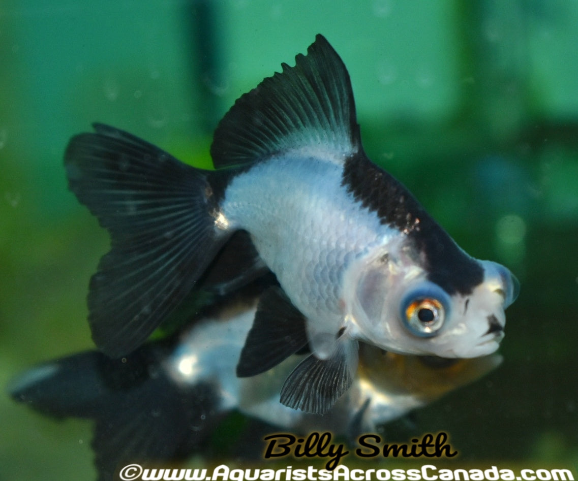 PANDA MOOR (Carassius Auratus) 3" - Aquarists Across Canada