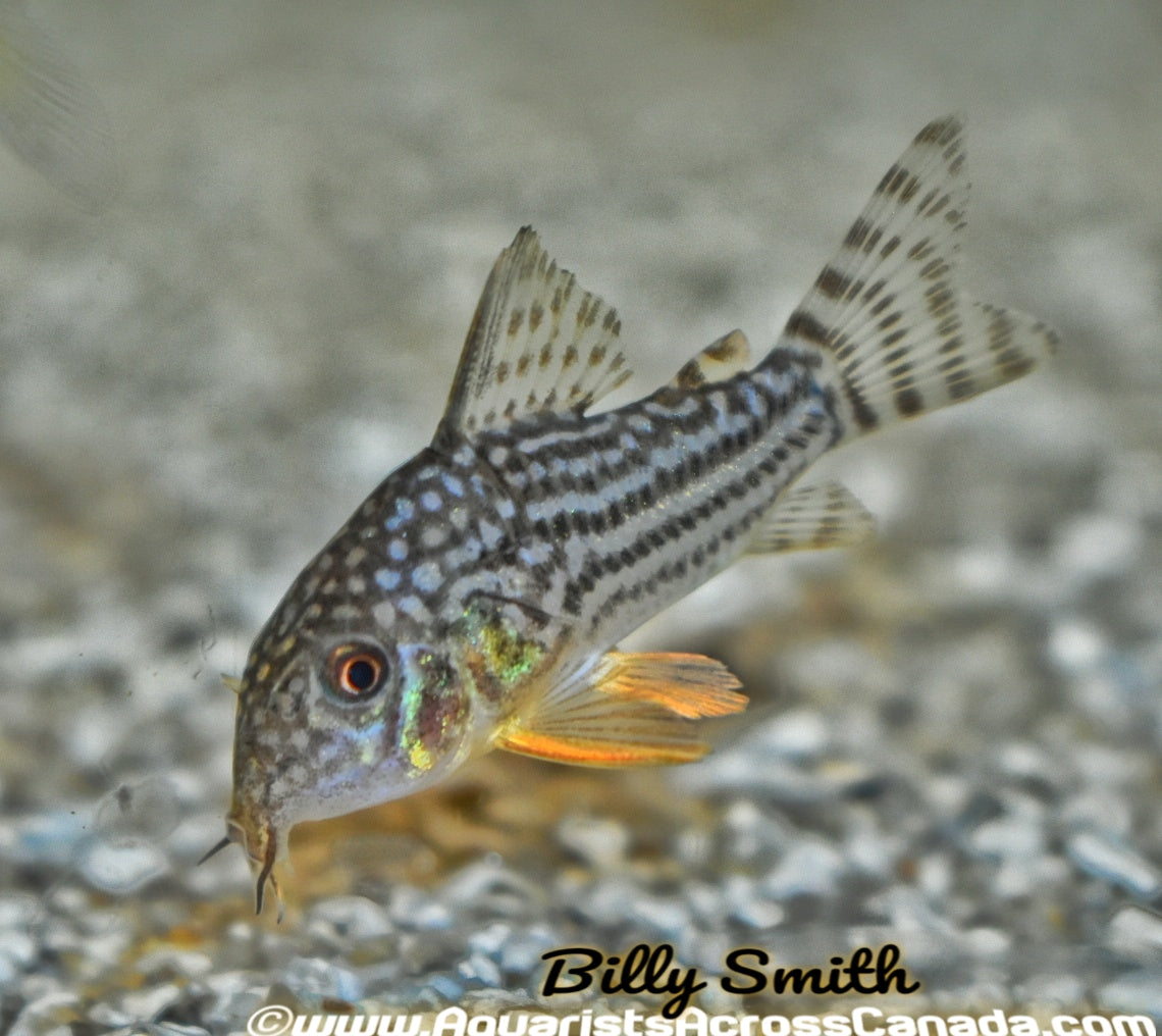 STERBAI CORYDORA (Corydoras sterbai) - Aquarists Across Canada