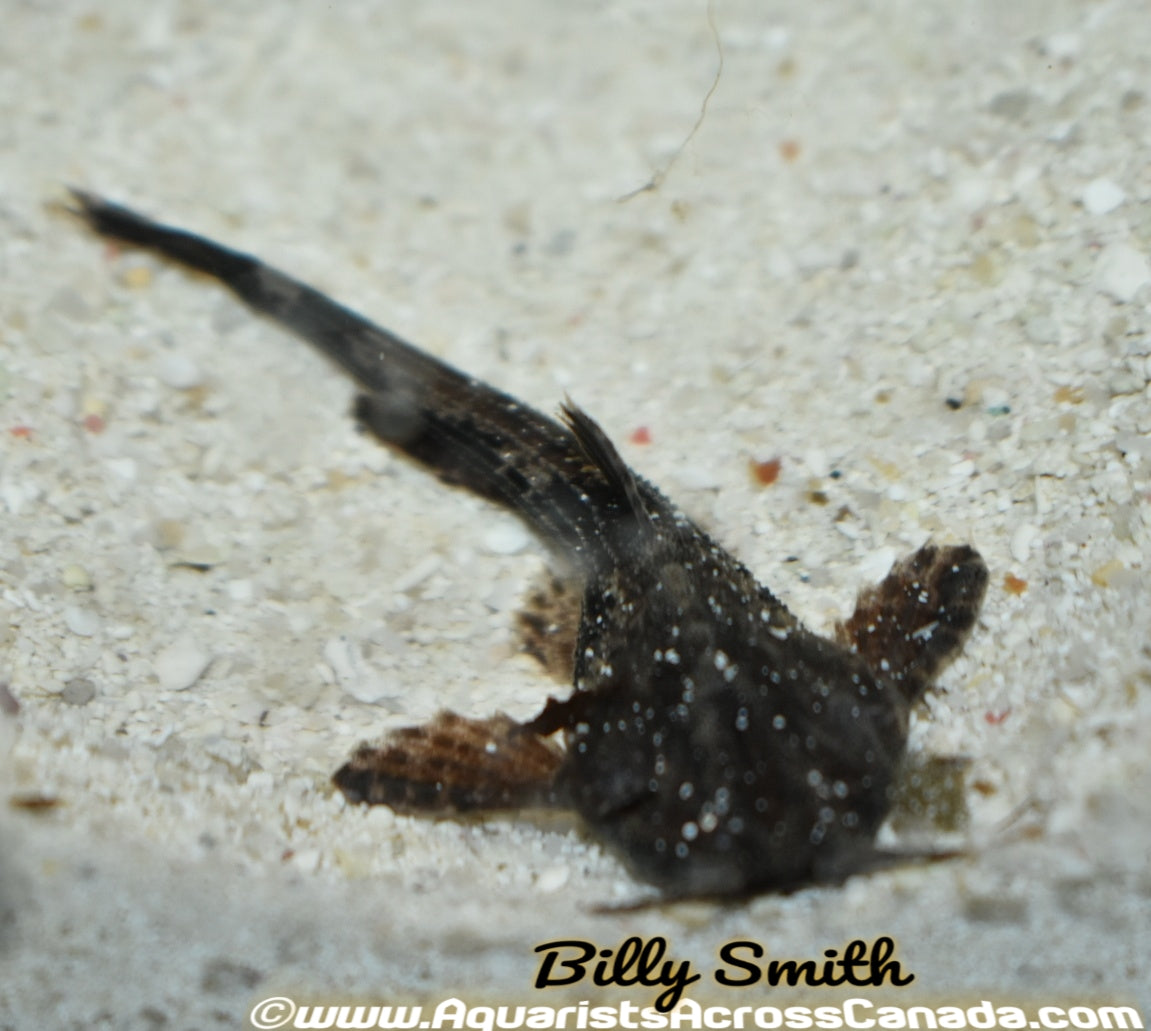 BANJO CATFISH (Bunocephalus coracoideus) - Aquarists Across Canada