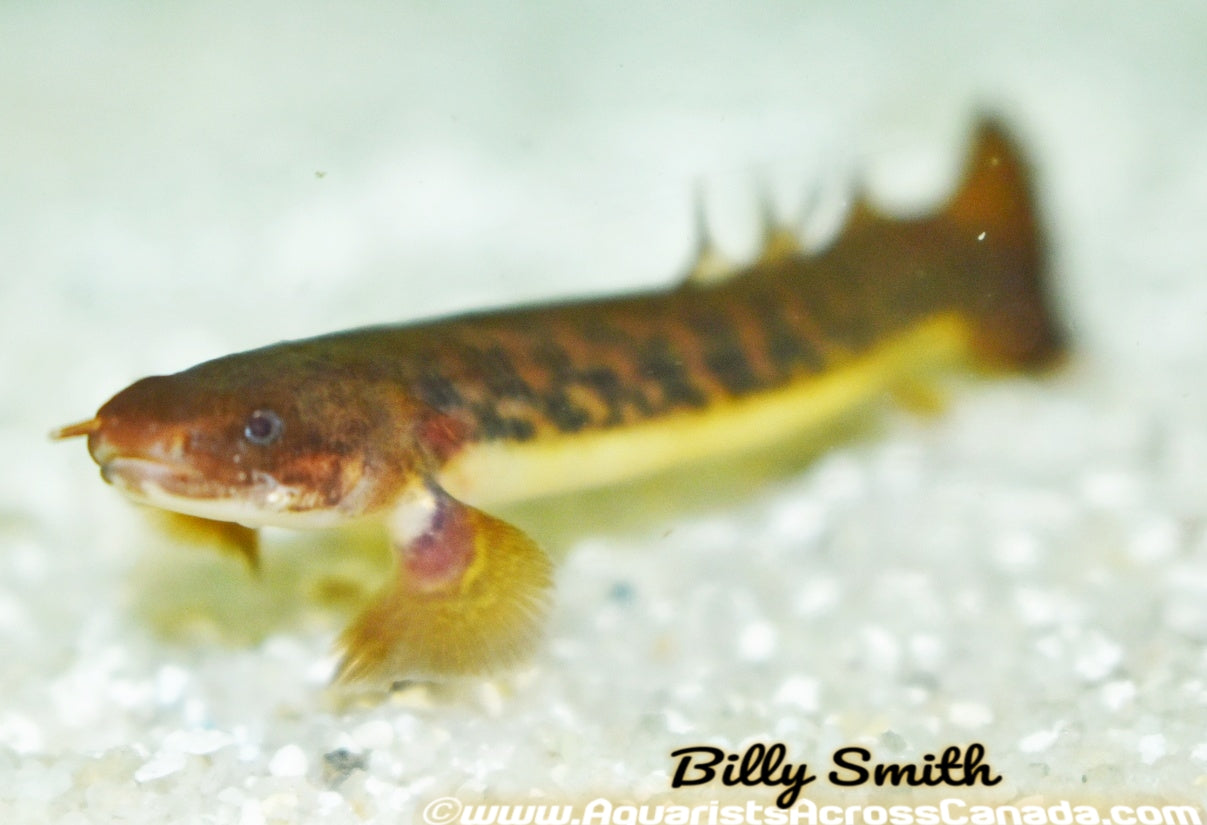 POLYPTERUS TEUGELSI (TEUGELSI BICHIR) - Aquarists Across Canada