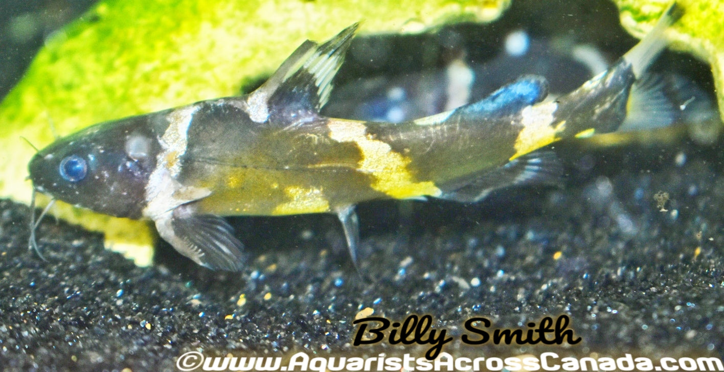 BUMBLEBEE CATFISH (Leiocassis siemensis) - Aquarists Across Canada