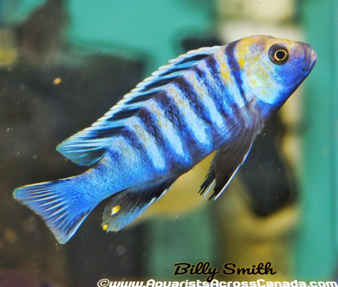 COBUE (CYNOTILAPIA AFRA "COBUE") - Aquarists Across Canada