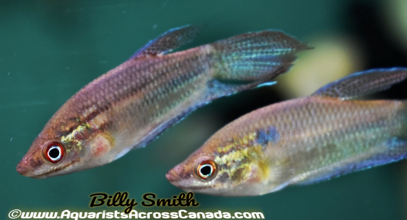 CROAKING GOURAMI (Trichopsis vittata) - Aquarists Across Canada