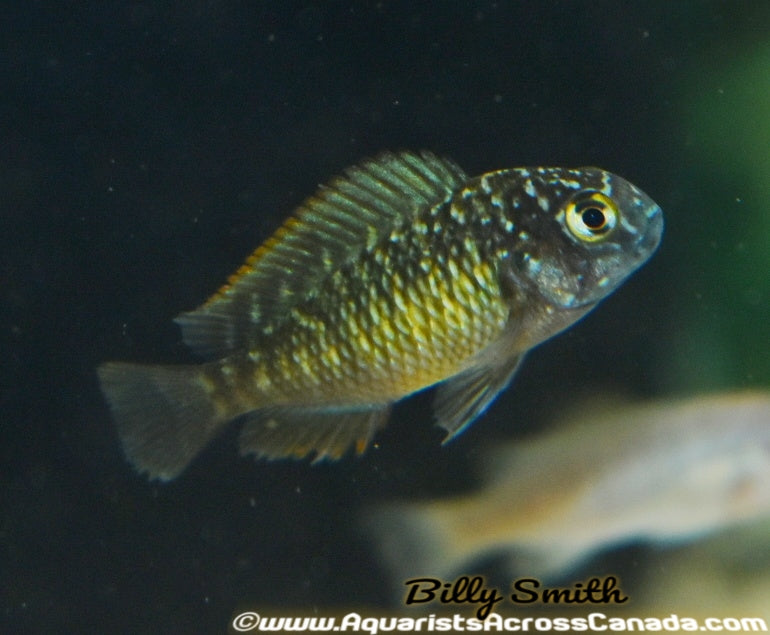 TROPHEUS MOORII *MPULUNGU KASAKALAWE* (SUN-SPOT TROPHEUS) - Aquarists Across Canada