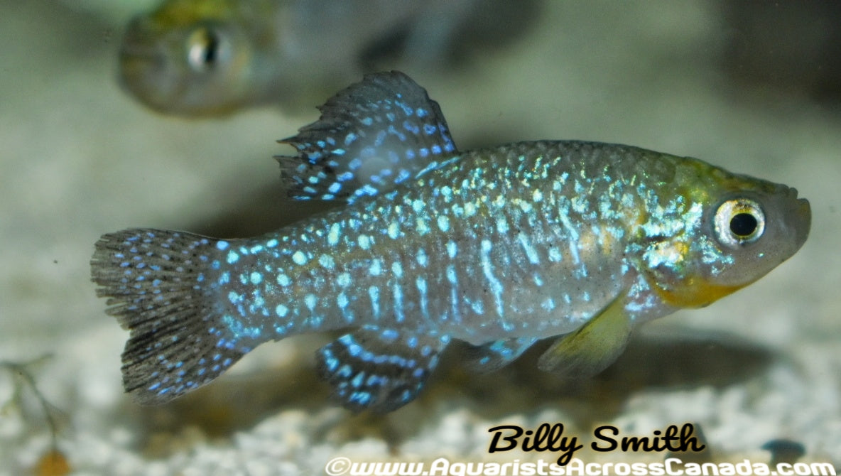PEARL SPOTTED KILLIFISH (Aphanius Mento) - Aquarists Across Canada