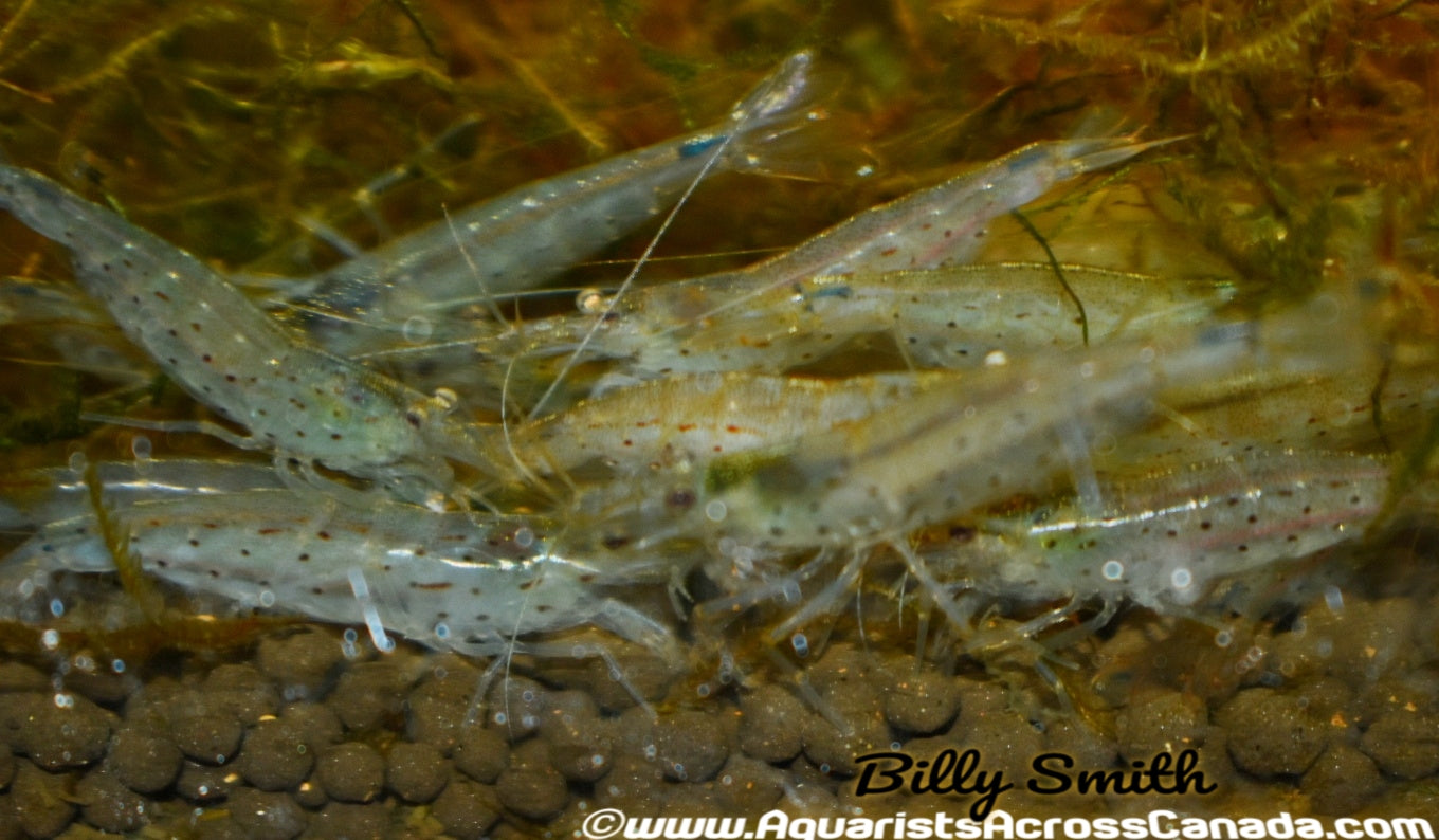 AMANO SHRIMP (Caridina multidentata) - Aquarists Across Canada