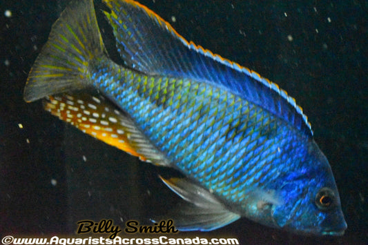 HEMITILAPIA OXYRHYNCHA *GIANT HAPLOCHROMIS* (HOUSEBRED, F1) 2" UNSEXED - Aquarists Across Canada