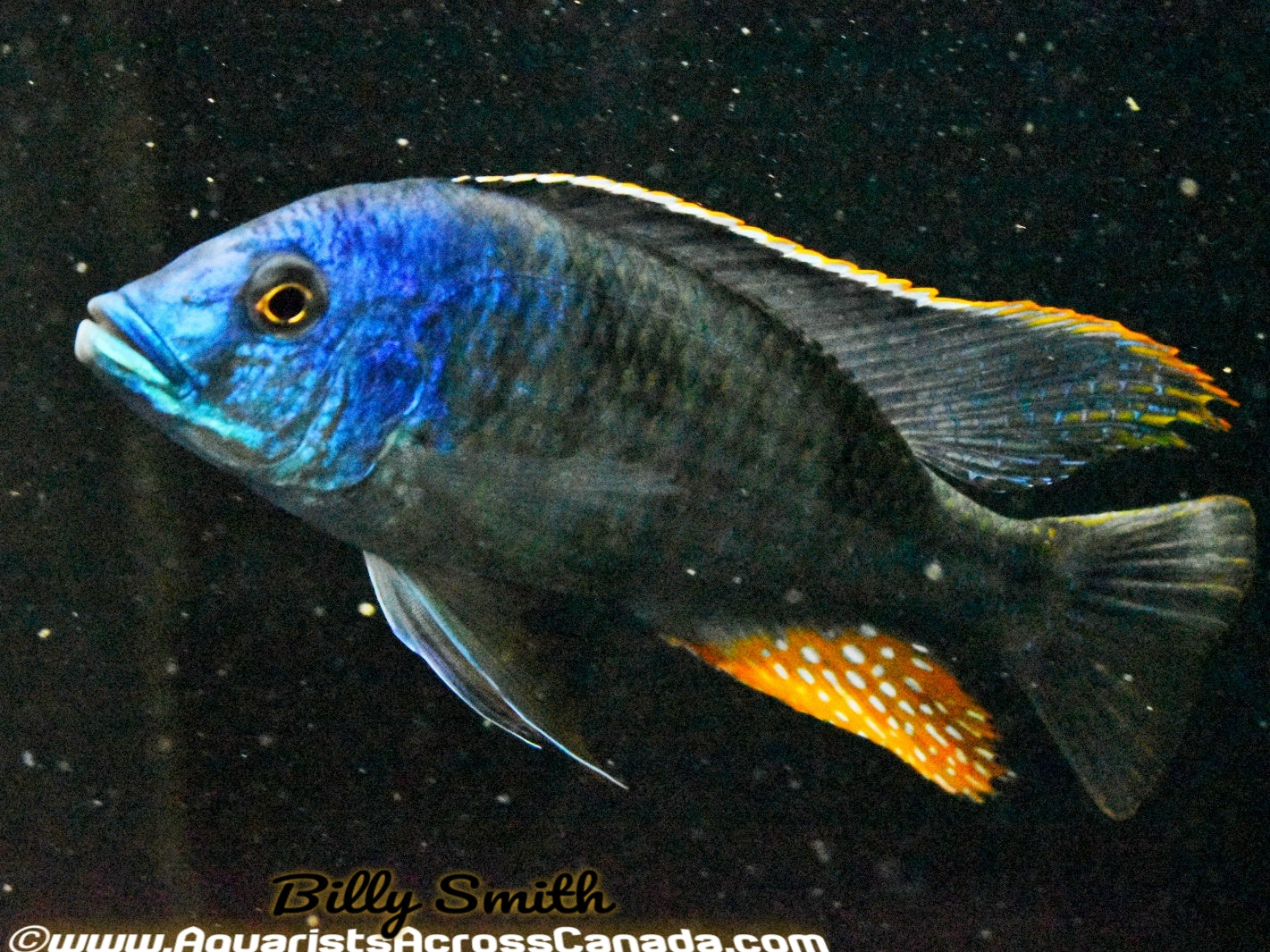 HEMITILAPIA OXYRHYNCHA *GIANT HAPLOCHROMIS* (HOUSEBRED, F1) 3" SEXED - Aquarists Across Canada