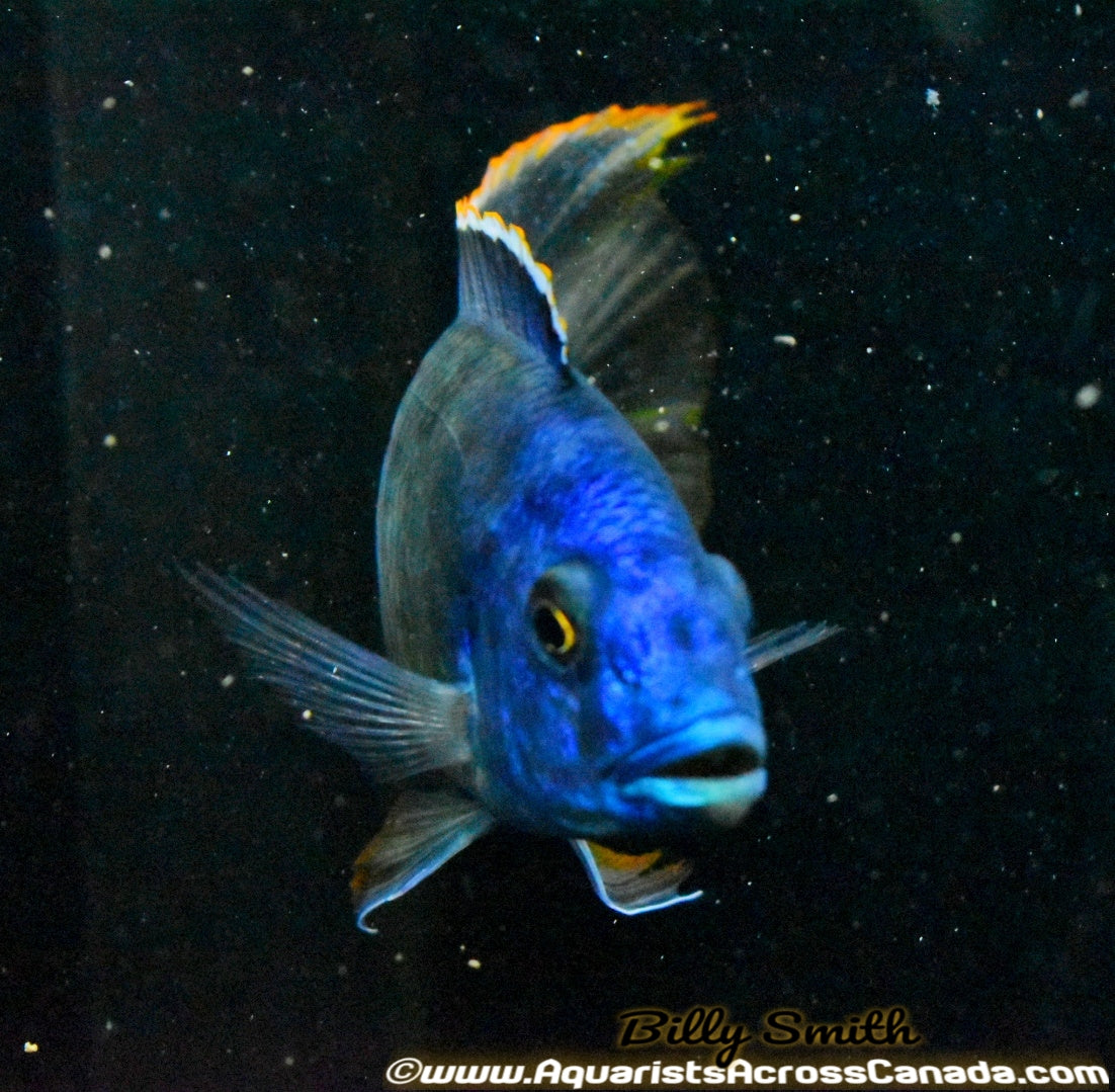 HEMITILAPIA OXYRHYNCHA *GIANT HAPLOCHROMIS* (HOUSEBRED, F1) 3" SEXED - Aquarists Across Canada