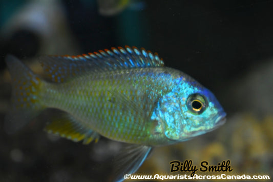 CHILOTILAPIA RHOADESSI F1. 2" - Aquarists Across Canada