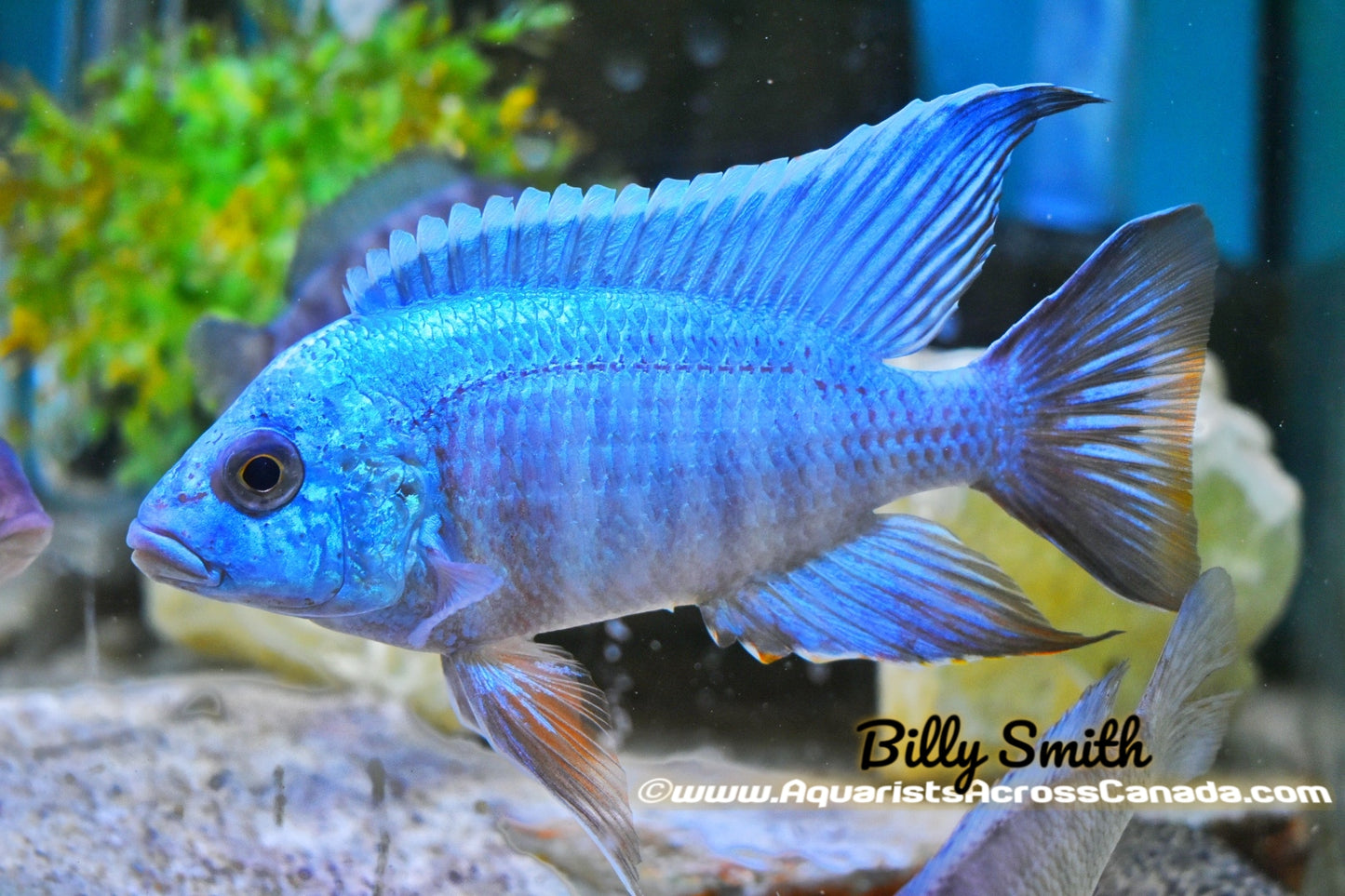 AULONOCARA .SP TURKIS (HOUSEBRED, DOMESTIC) 2" - Aquarists Across Canada