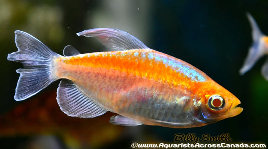 CONGO TETRA ALBINO (Phenacogrammus interruptus Albino) - Aquarists Across Canada