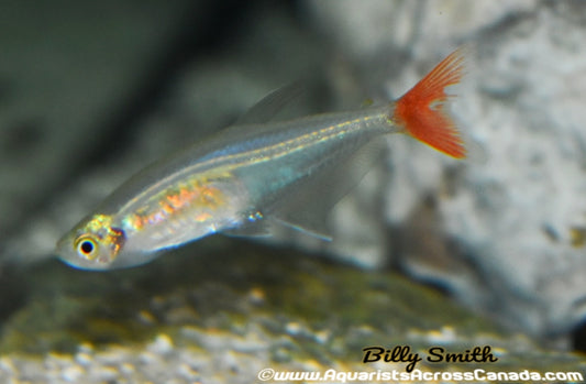 GLASS BLOODFIN TETRA (prionobrama filigera .var) - Aquarists Across Canada