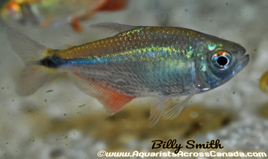 BUENOS AIRES TETRA (Hemigrammus caudovittatus) - Aquarists Across Canada