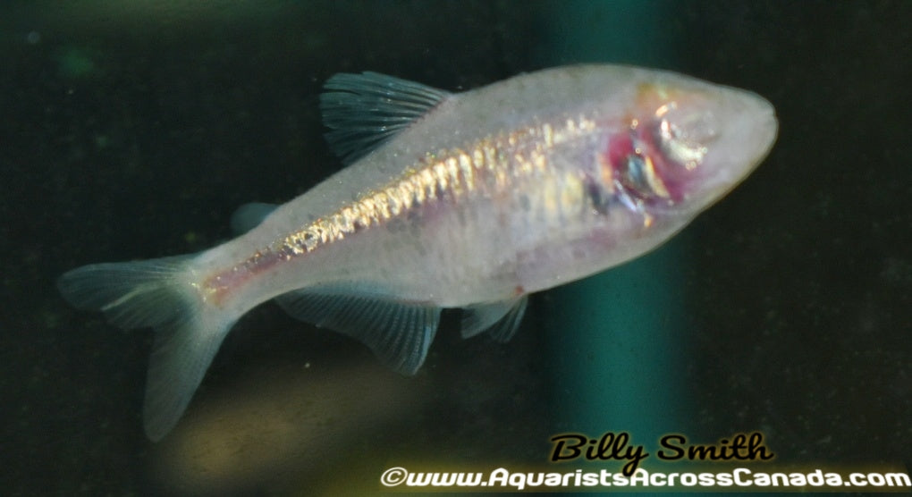 BLIND CAVE TETRA (Astyanax mexicanus) - Aquarists Across Canada