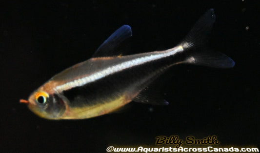 BLACK NEON TETRA (Hyphessobrycon herbertaxelrodi) - Aquarists Across Canada