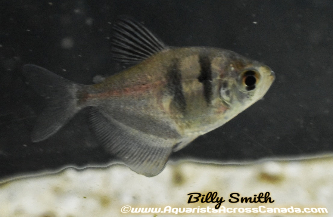 BLACK SKIRT TETRA (Gymnocorymbus ternetzi) - Aquarists Across Canada