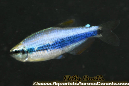 BLUE EMPEROR TETRA (Inpaichthys kerri) - Aquarists Across Canada