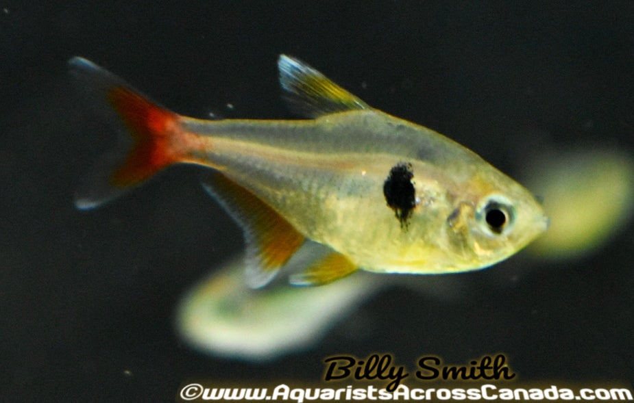 YELLOW PHANTOM TETRA (Hyphessobrycon roseus ) - Aquarists Across Canada
