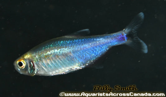 BLUE KING TETRA (Boehlkea fredcochui) - Aquarists Across Canada