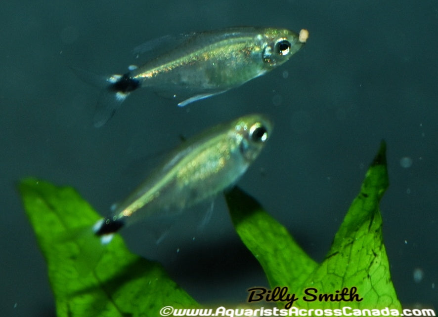 KITTY TETRA (Hyphessobrycon cf. loweae) - Aquarists Across Canada