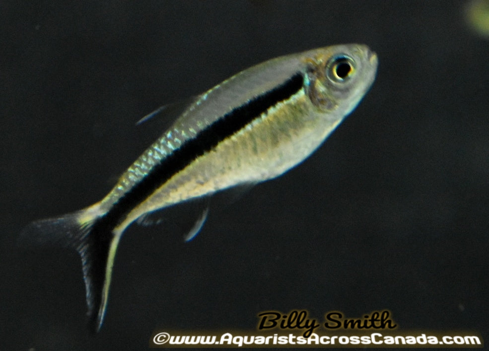 PENGUIN TETRA (Thayeria boehlkei) - Aquarists Across Canada