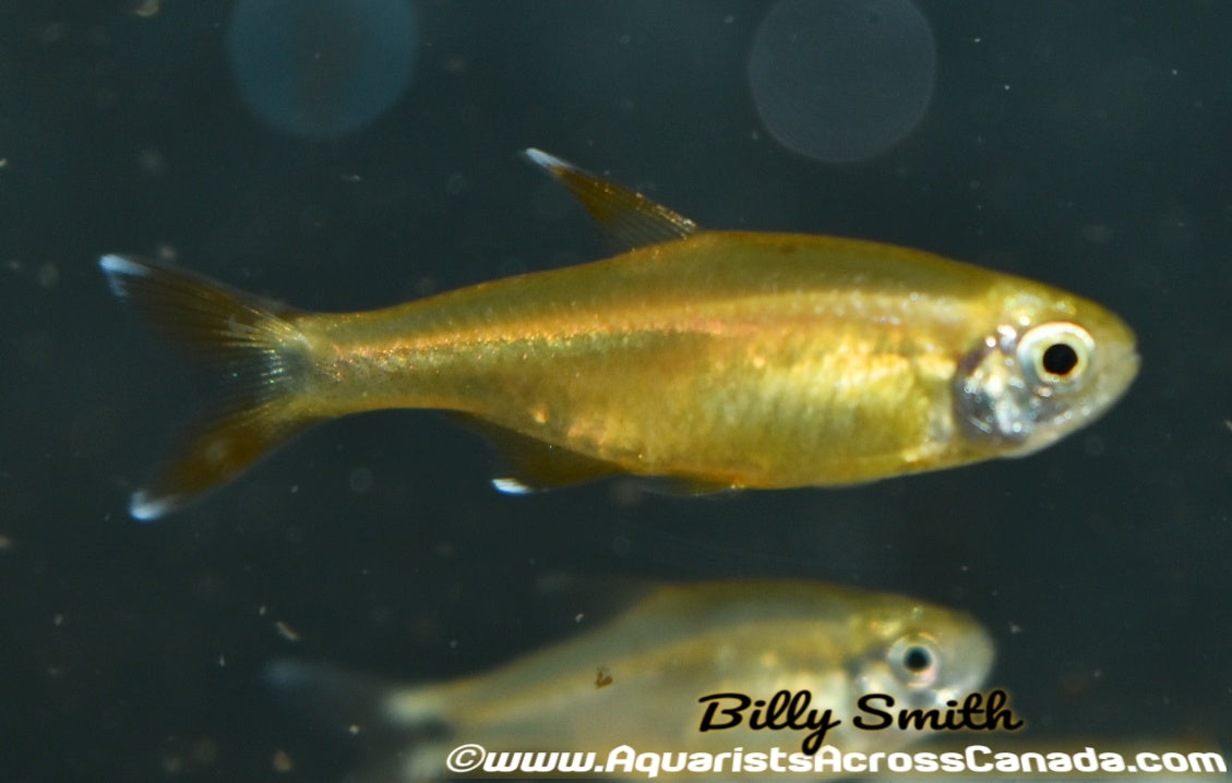 SILVERTIP TETRA (Hasemania nana) - Aquarists Across Canada