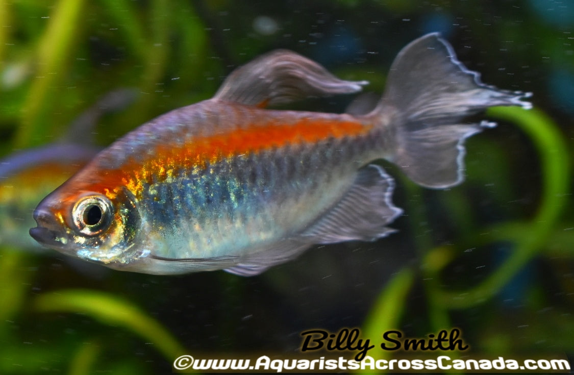 CONGO TETRA (Phenacogrammus interruptus) - Aquarists Across Canada