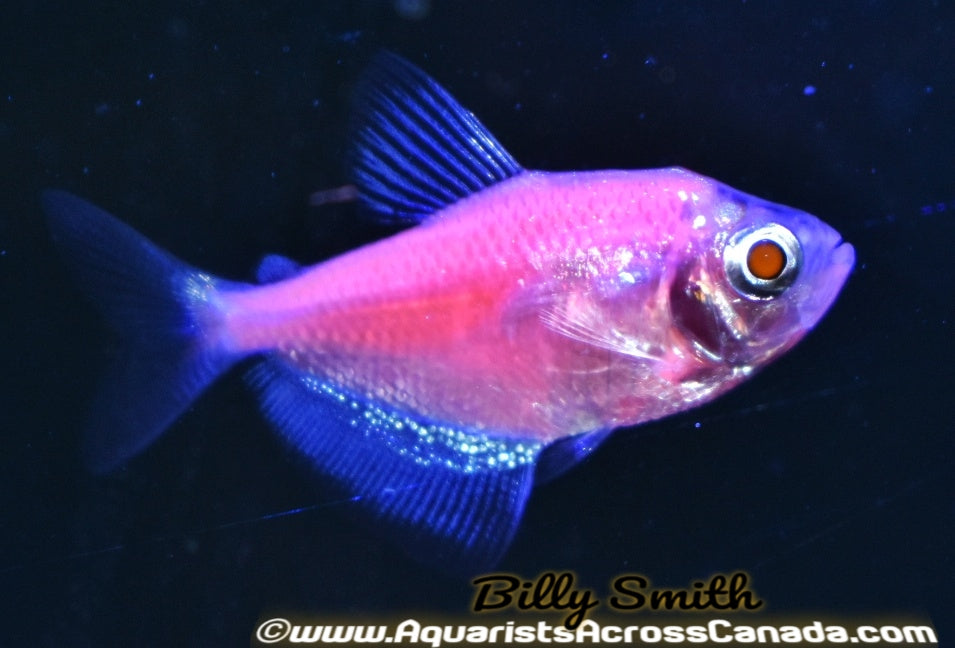 GLO MOONRISE PINK (Gymnocorymbus ternetzi .var) - Aquarists Across Canada