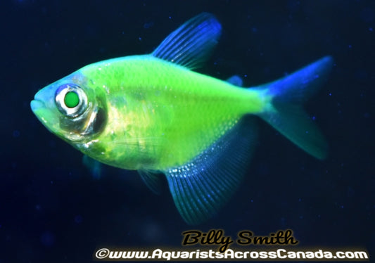 GLO ELECTRIC GREEN (Gymnocorymbus ternetzi .var) - Aquarists Across Canada