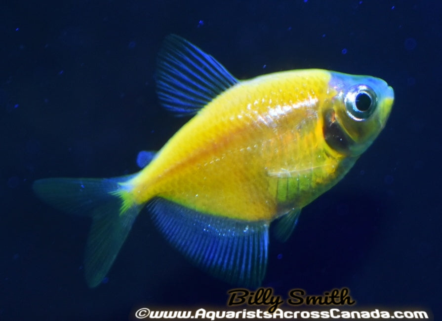 GLO TETRA SUNBURST ORANGE (Gymnocorymbus ternetzi .var) - Aquarists Across Canada