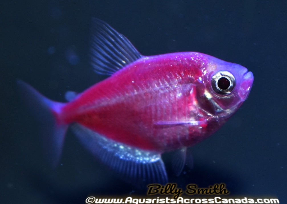 GLO GALACTIC PURPLE (Gymnocorymbus ternetzi .var) - Aquarists Across Canada