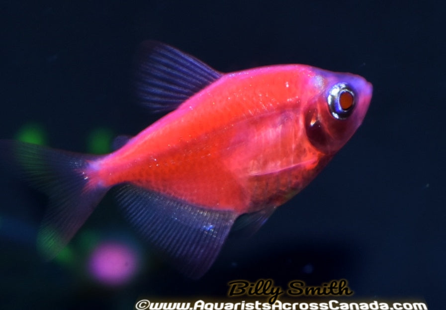 GLO STARFIRE RED (Gymnocorymbus ternetzi .var) - Aquarists Across Canada