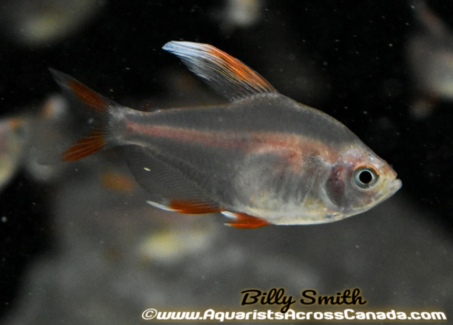 ORNATE TETRA *CANDY CANE* (Hyphessobrycon Bentosi) - Aquarists Across Canada