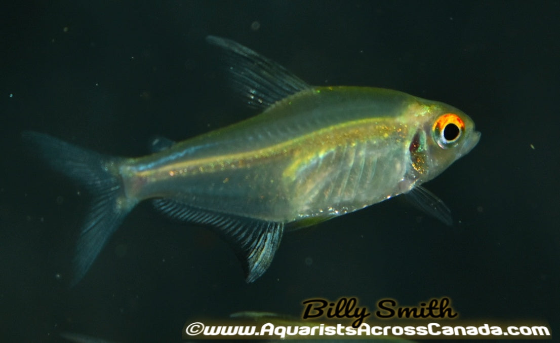 LEMON TETRA (Hyphessobrycon pulchripinnis) - Aquarists Across Canada