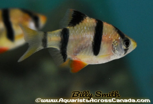 TIGER BARB (Puntigrus tetrazona) - Aquarists Across Canada