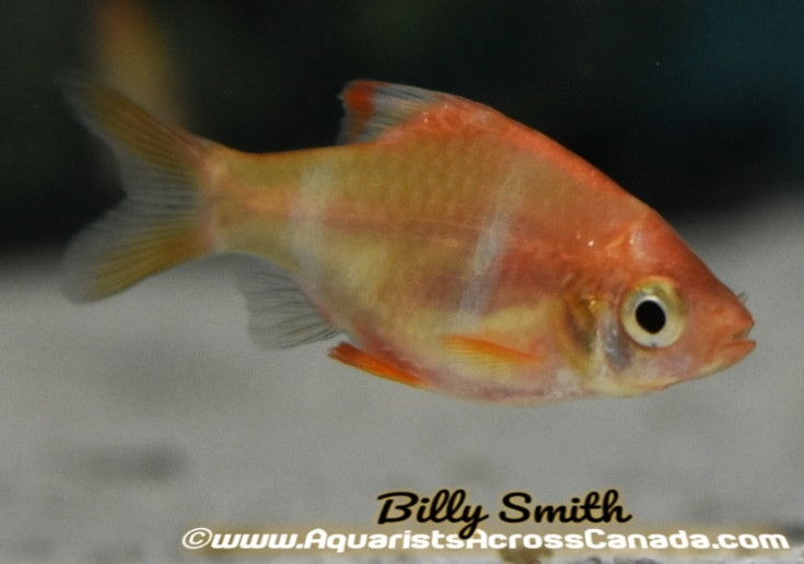 TIGER BARB *ALBINO* (Puntius Tetrazona. Var) - Aquarists Across Canada