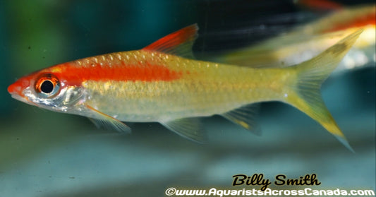 DENISONI BARB *GOLDEN* (Sahyadria denisonii .SP) - Aquarists Across Canada