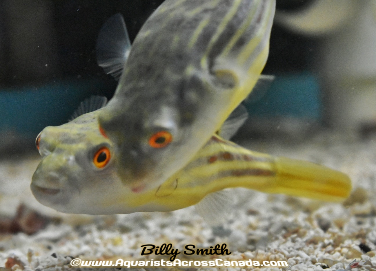 FAHAKA PUFFER (Tetraeodon Lineatus) - Aquarists Across Canada