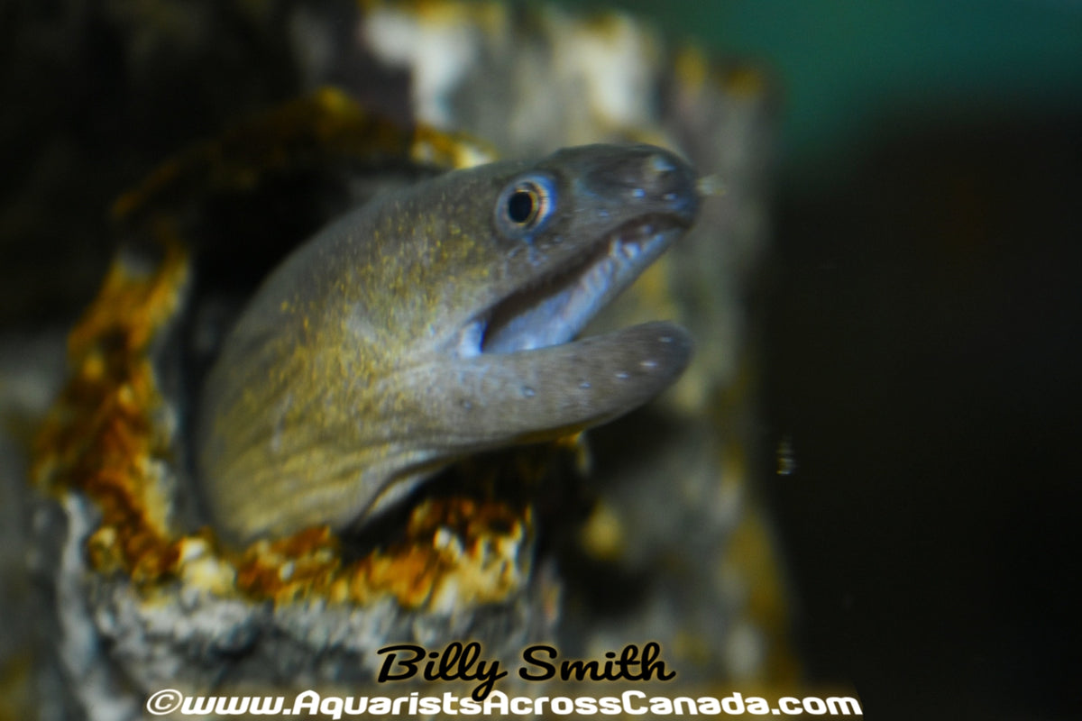 SNOW MORAY EEL (Gymnothorax tile) - Aquarists Across Canada