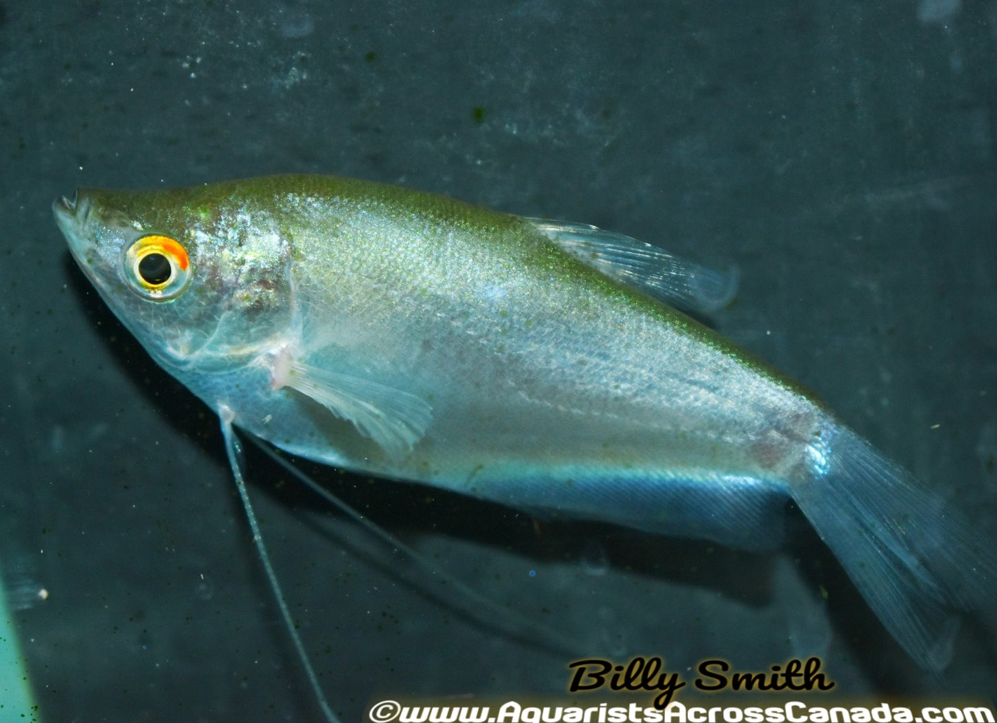 MOONLIGHT GOURAMI (Trichopodus microlepis) - Aquarists Across Canada