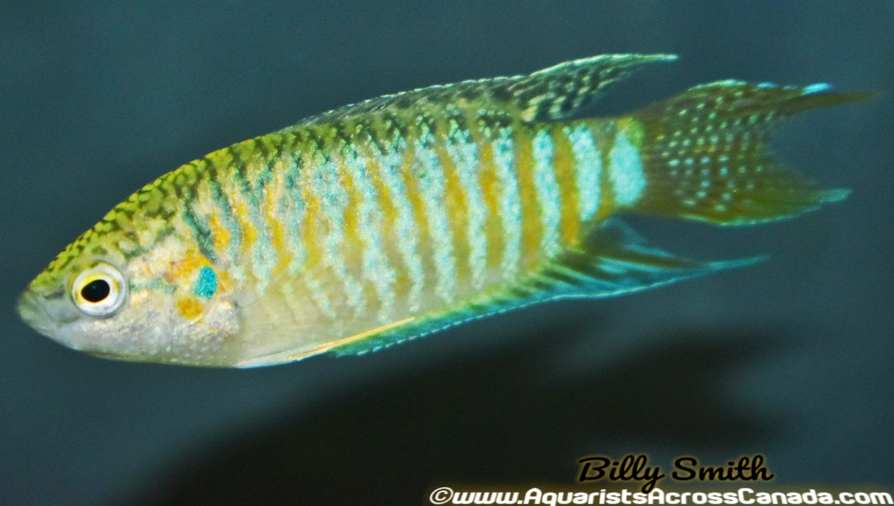PARADISE GOURAMI (Macropodus opercularis) - Aquarists Across Canada