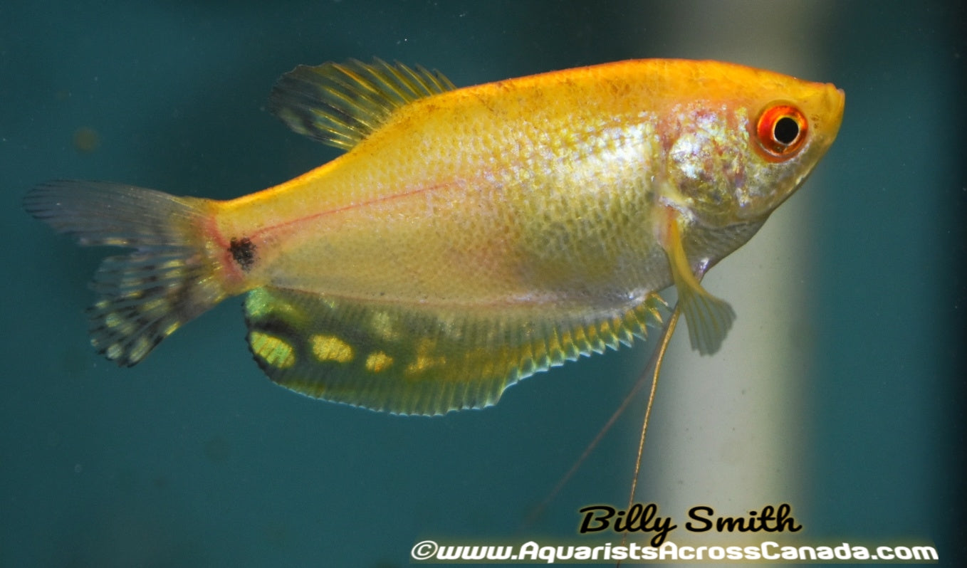 GOLD GOURAMI (Trichopodus trichopterus .var gold) - Aquarists Across Canada