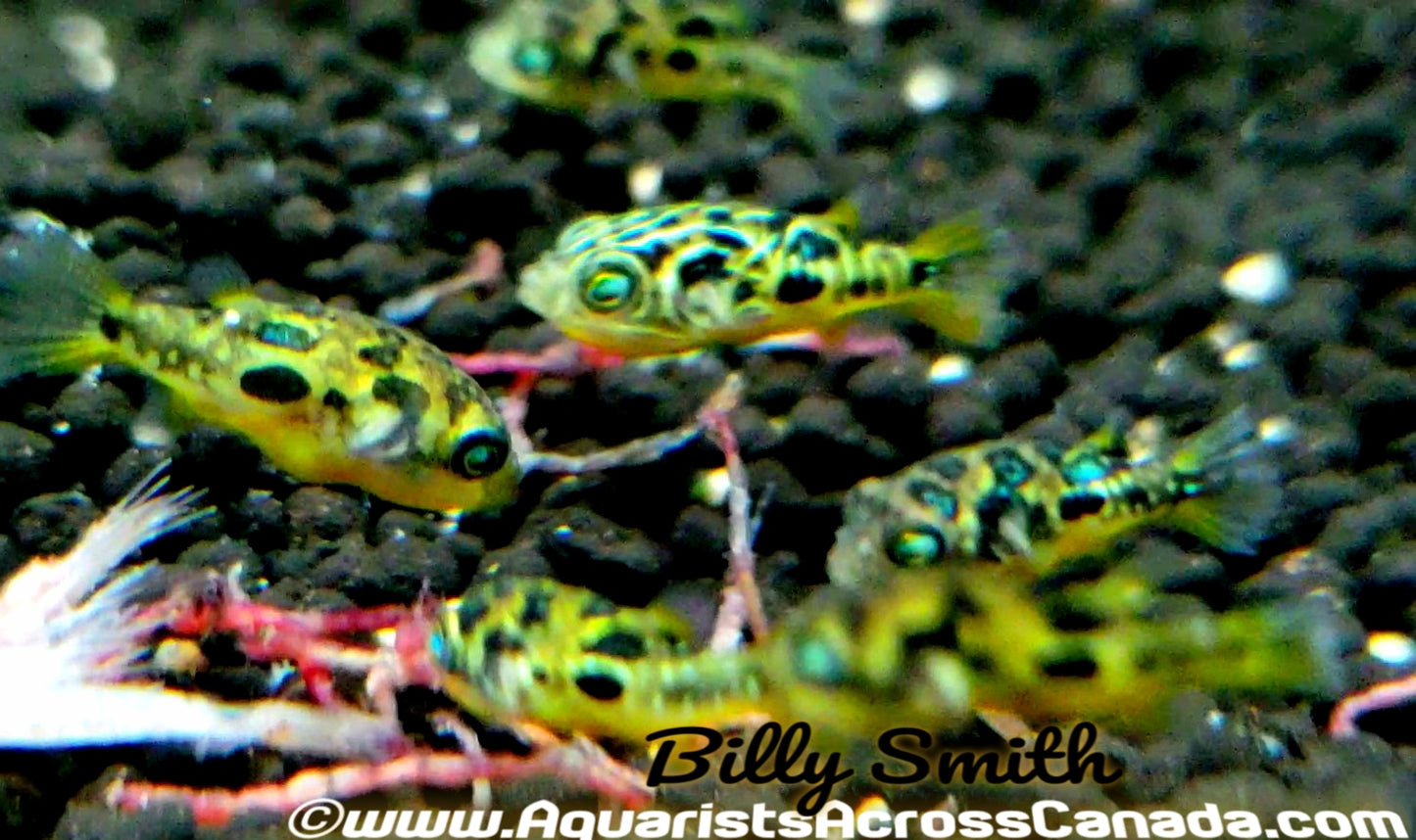 YELLOW PEA PUFFER (Carinotetraodon travancoricus) - Aquarists Across Canada