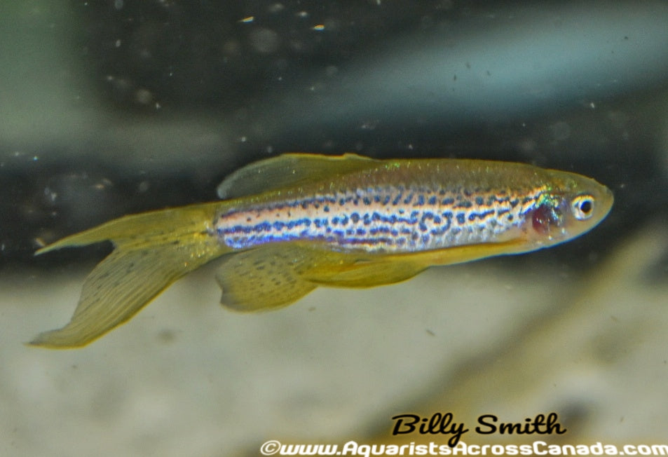 LEOPARD DANIO (Danio rerio) - Aquarists Across Canada