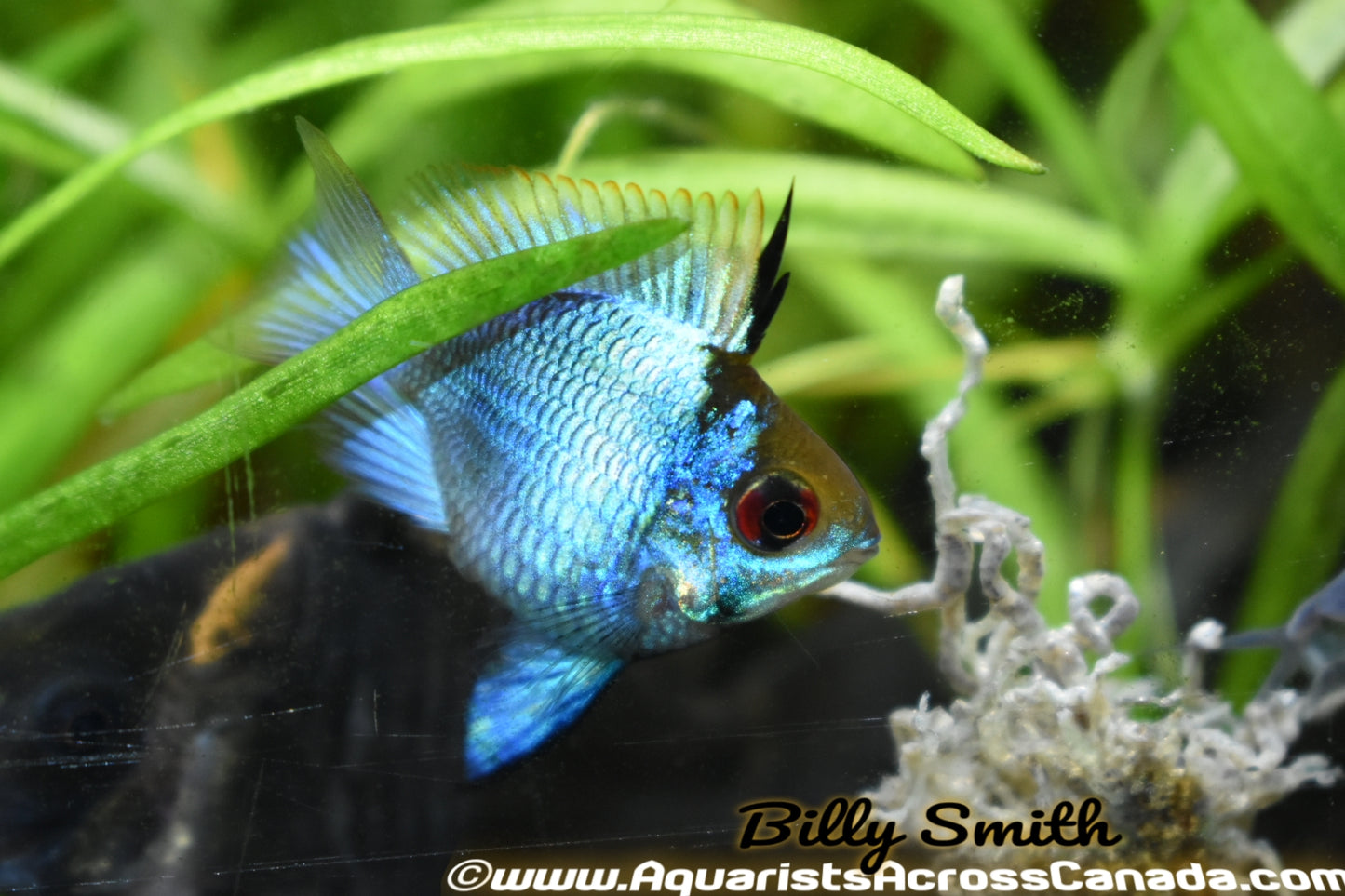 ELECTRIC BLUE RAM BALLOON (Mikrogeophagus ramirezi .sp) - Aquarists Across Canada