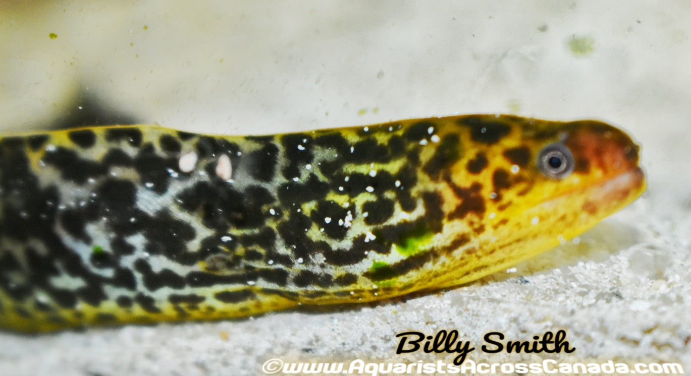 TIGER MORAY EEL (Gymnothorax Polyuranodon) - Aquarists Across Canada