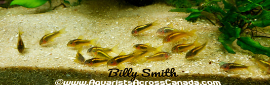 GOLD LASER CORYDORA (Corydoras sp. (Cw010) - Aquarists Across Canada