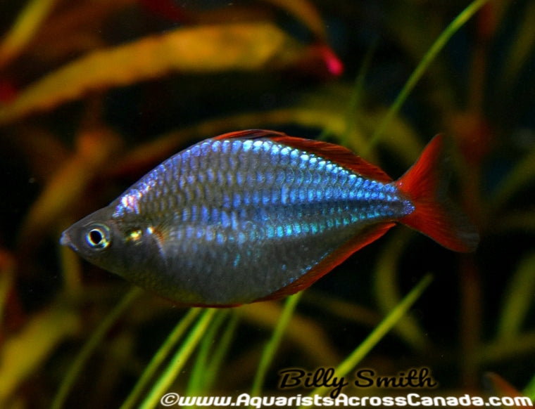 DWARF NEON RAINBOW (Melanotaenia praecox) - Aquarists Across Canada