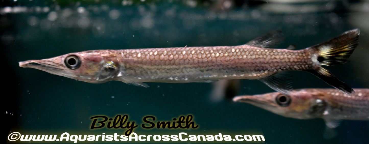 ROCKET GAR (Ctenolucius hujeta) - Aquarists Across Canada